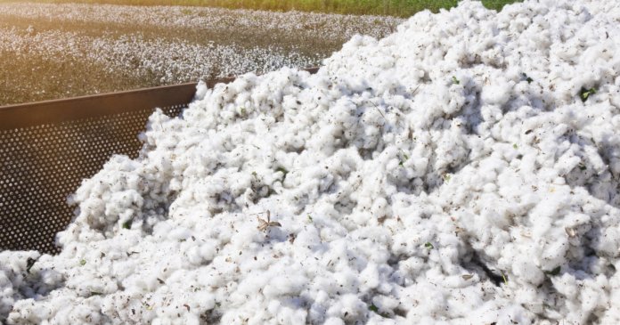 Guvernul va achita o obligație istorică de peste 30 de ani față de SUA pentru un împrumut destinat achiziției de bumbac.